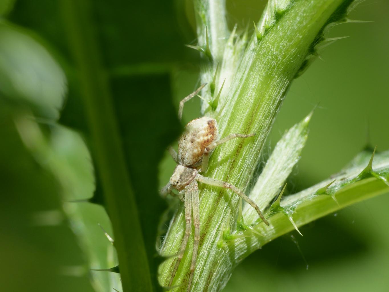 Coppia di Philodromus sp. - Bologna